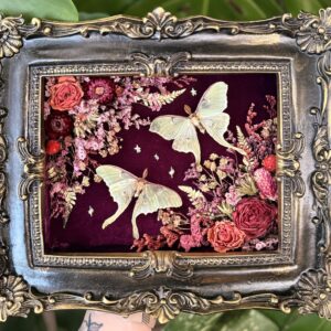 Luna Moths in Antique Frame