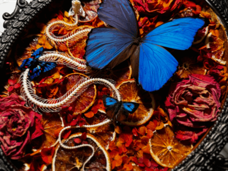 blue morphos and red flowers blue morphos and red flowers