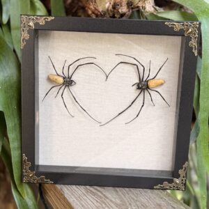 Orb Weaver Heart: Love Bugs Series