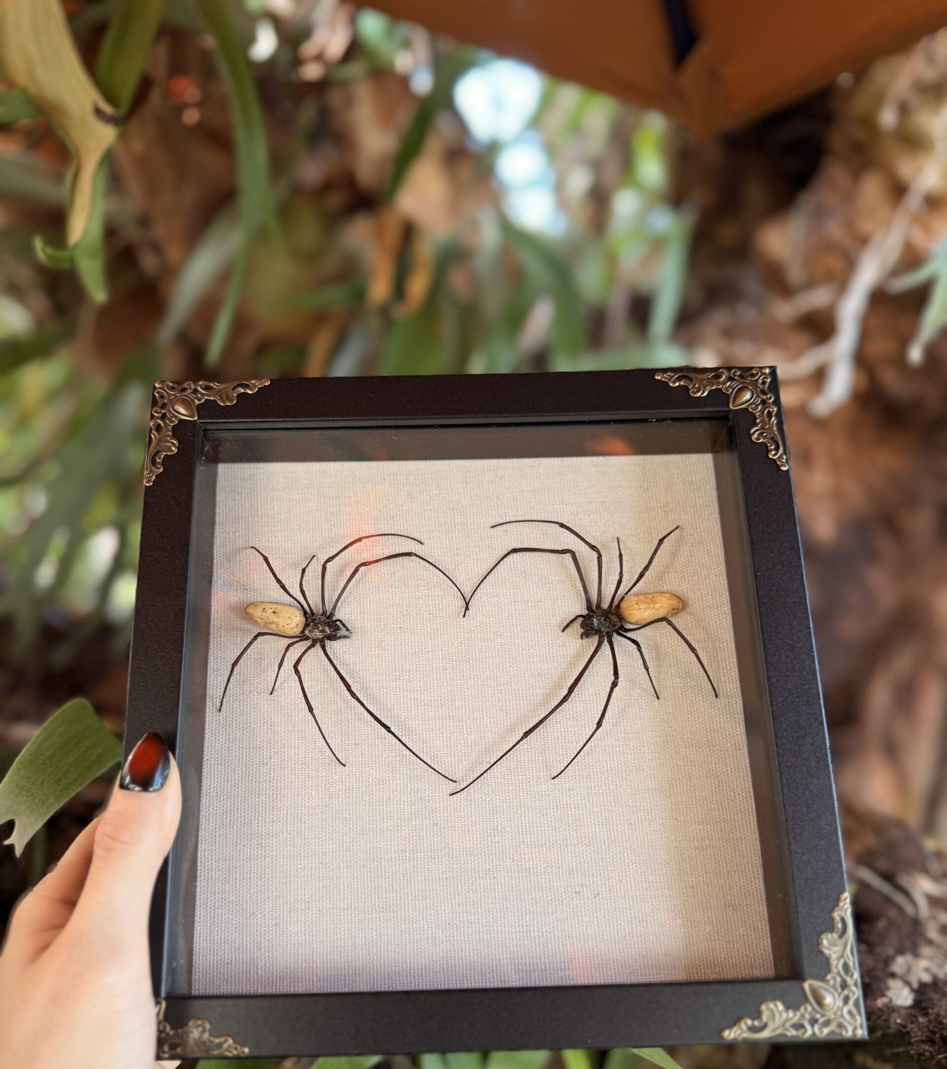 Orb Weaver Heart: Love Bugs - Image 3