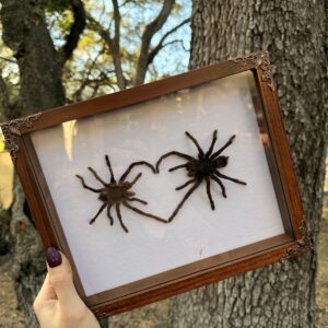 Tarantula Heart: Love Bug Series (Walnut Frame)