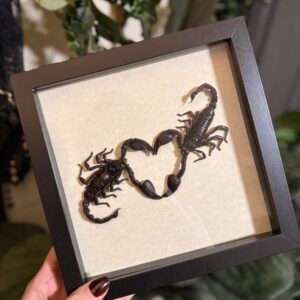 Scorpion Heart Pincers: Love Bugs Series