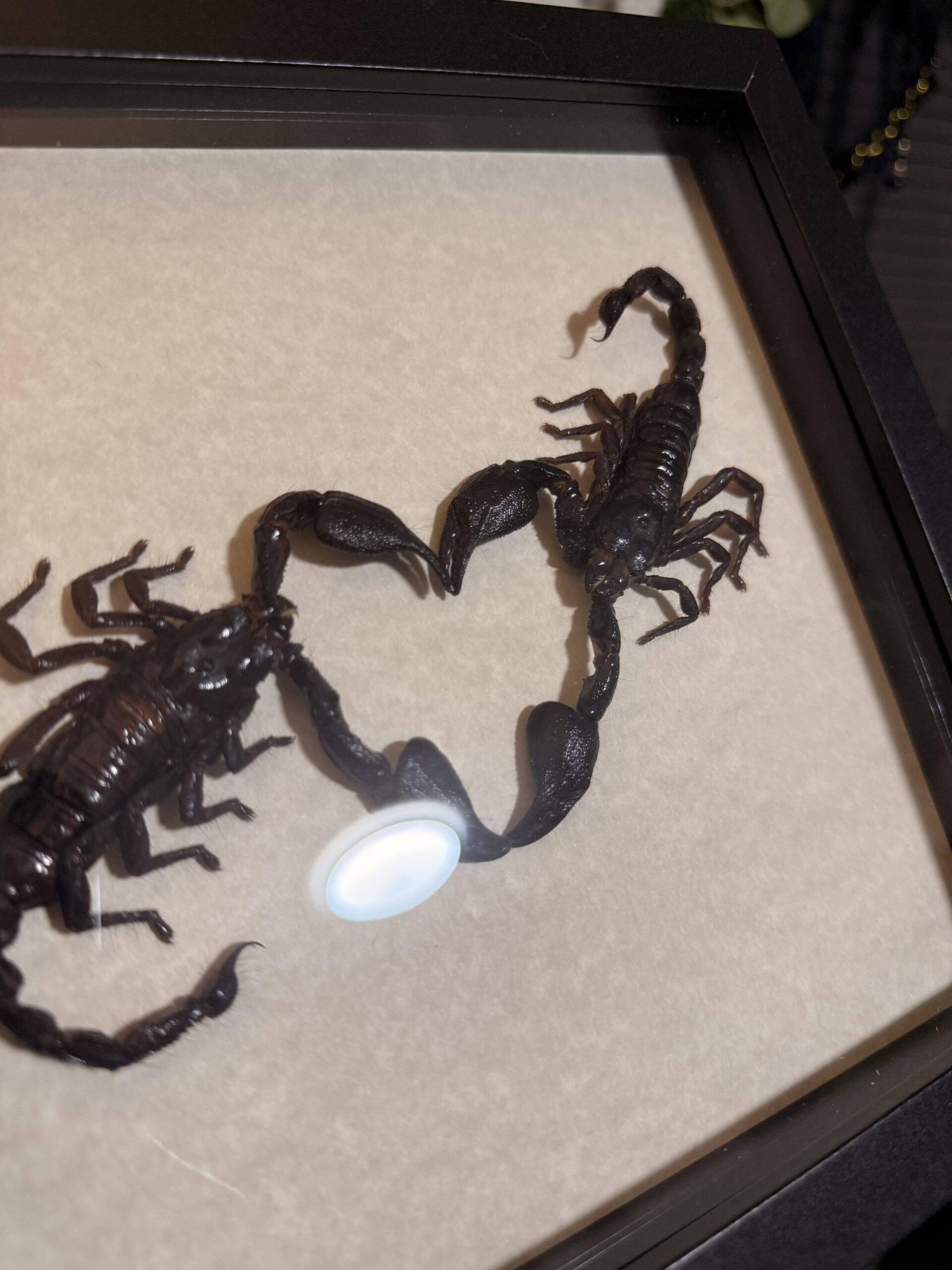 Love Bugs Series: Scorpion Heart Pincers - Image 2