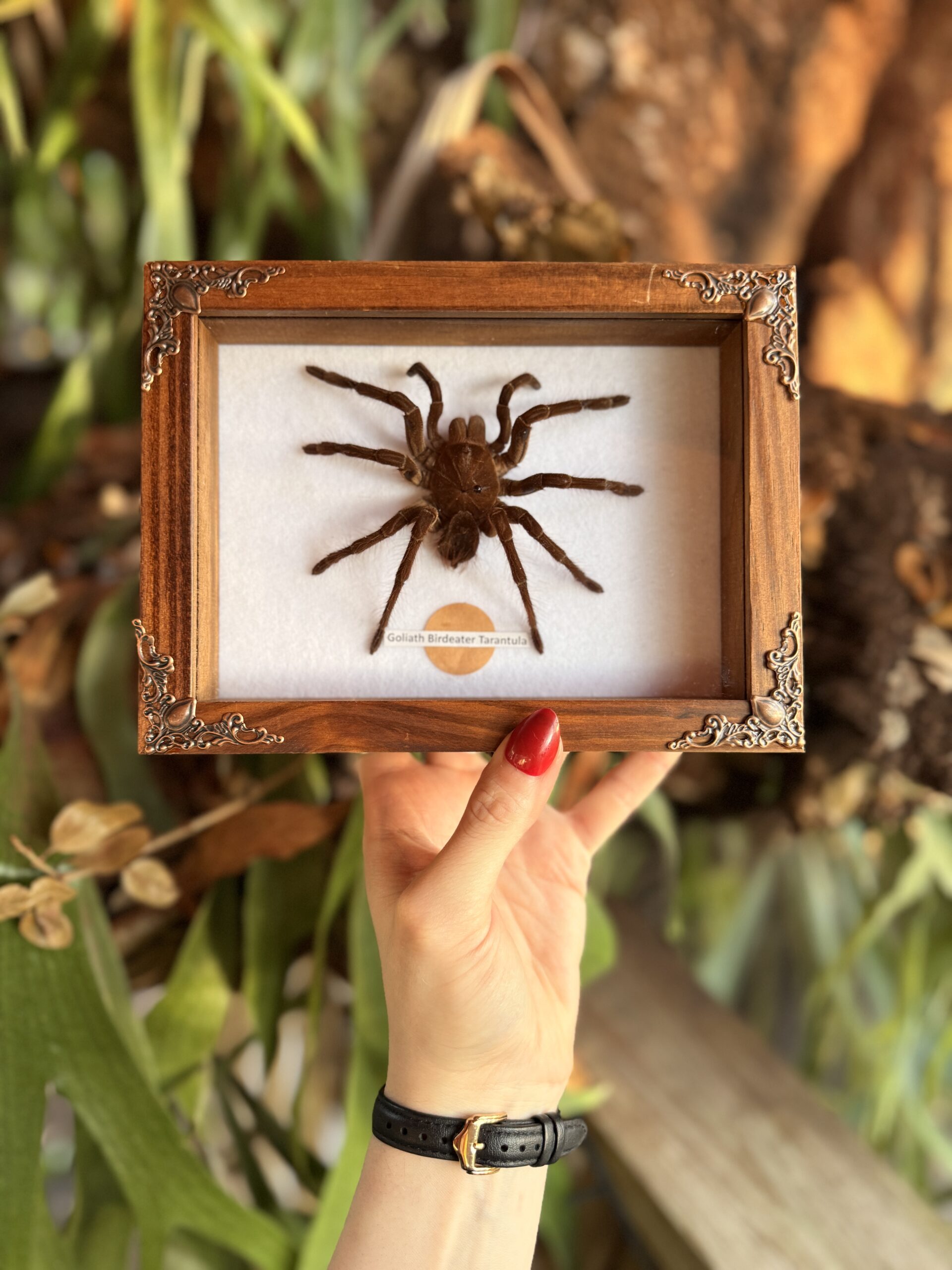 Minimalist Tarantula Frame - Image 3
