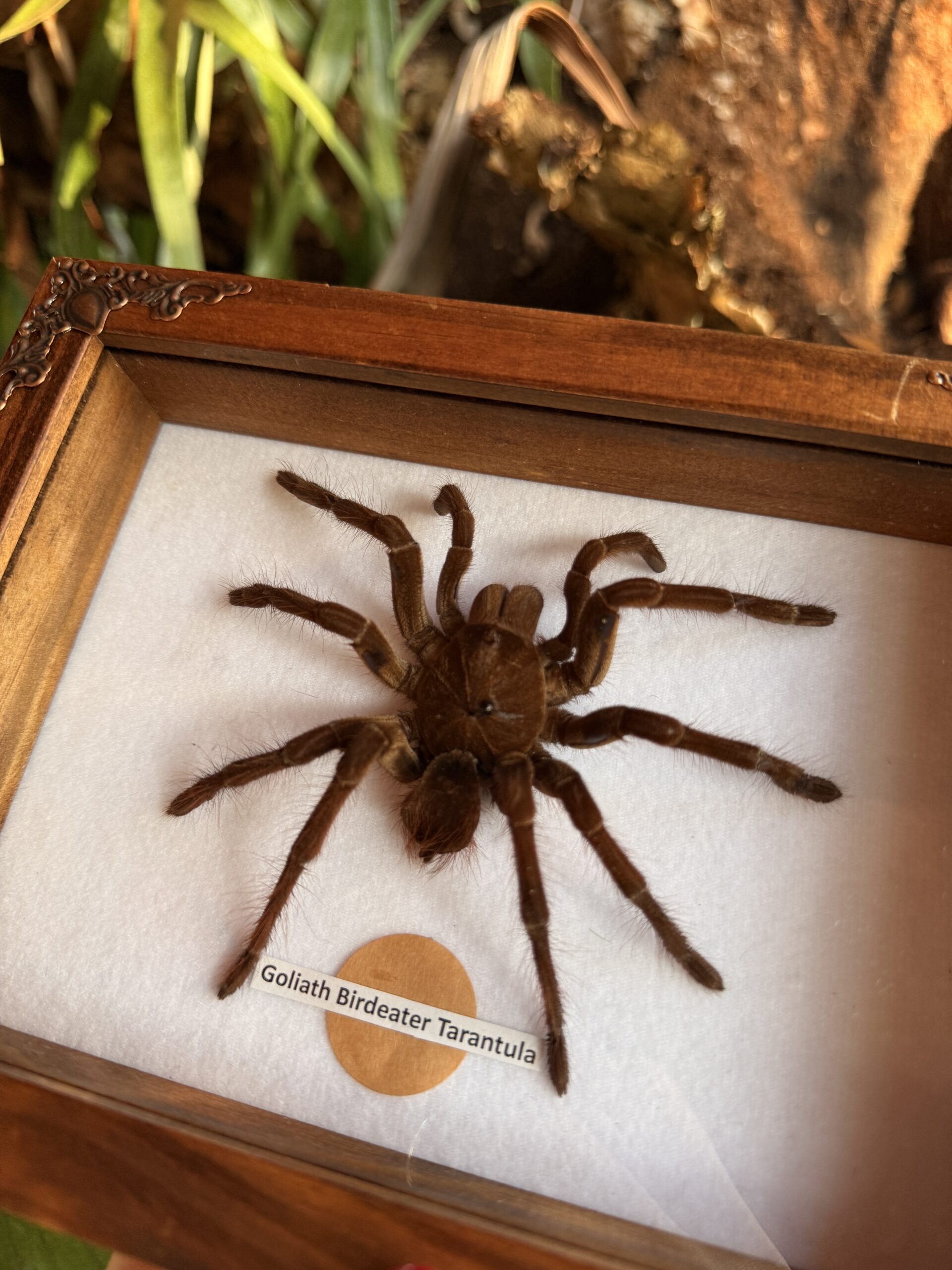 Minimalist Tarantula Frame - Image 4