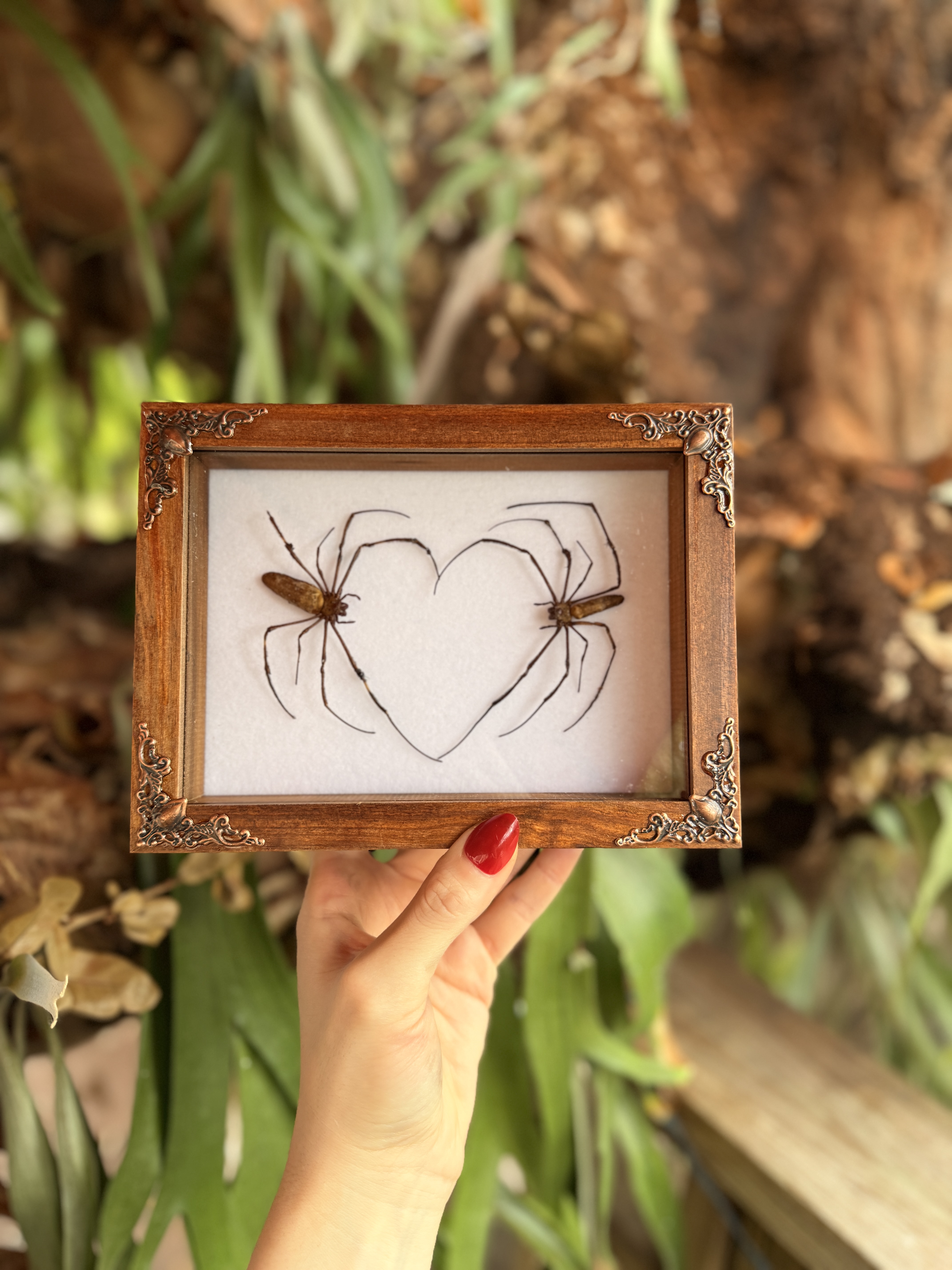 Orb Weaver Hearts