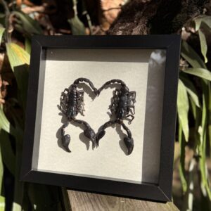 Scorpion Heart Tails: Love Bugs Series
